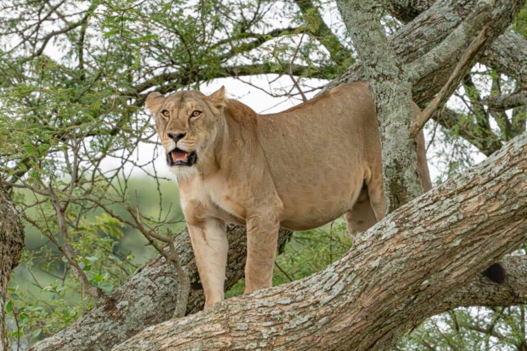 Carnivores in Tanzania: Predators in the Wild